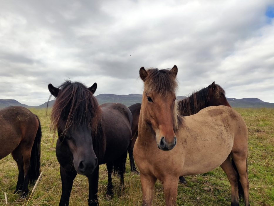 105352 cavalli islandesi
