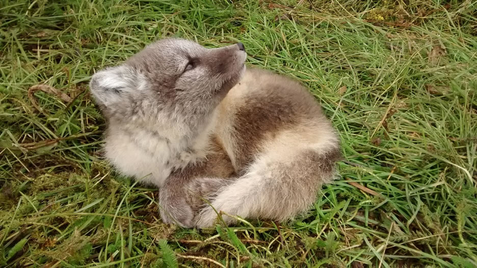 ARTIC FOX - NATURAVIAGGI
