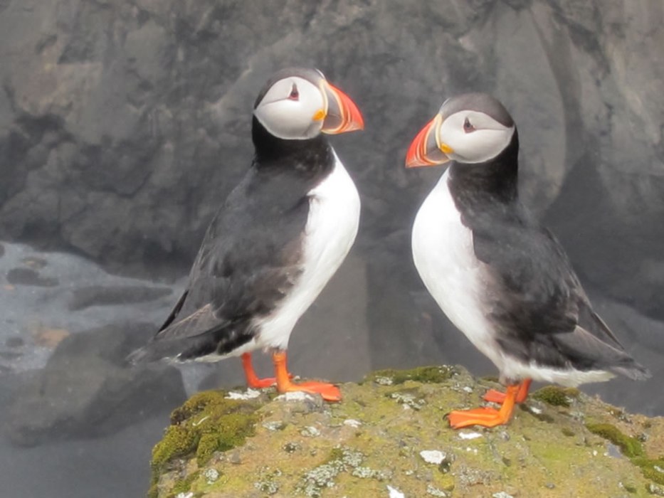 puffin