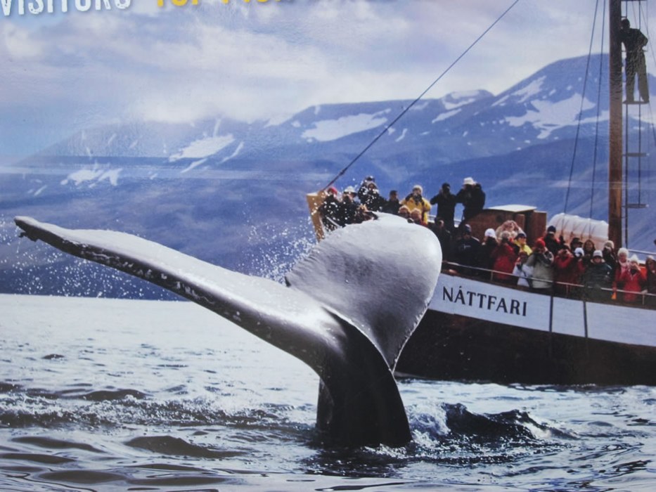 whale watching in Islanda