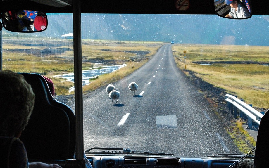 pecore sulla strada