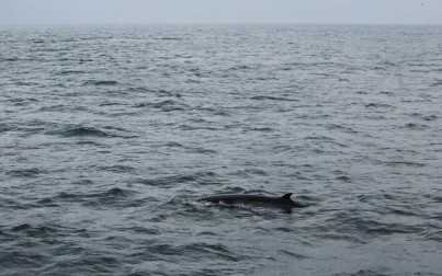 avvistamento di una balena