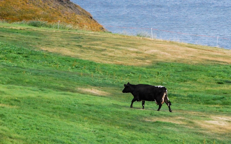 I bovini islandesi