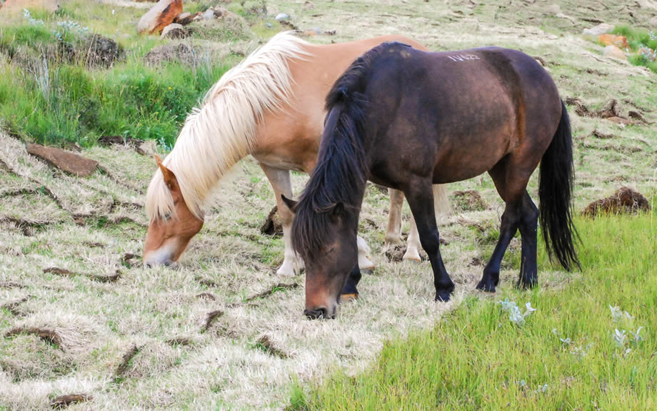 cavalli al pascolo