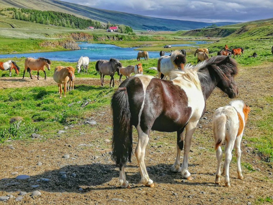 cavallini islandesi fattorie Varmalid - NATURAVIAGGI