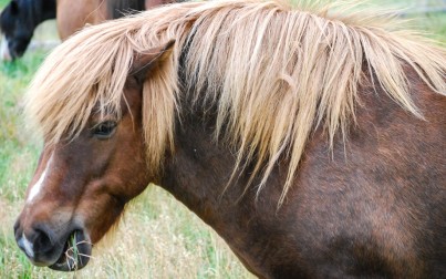 il cavallo islandese