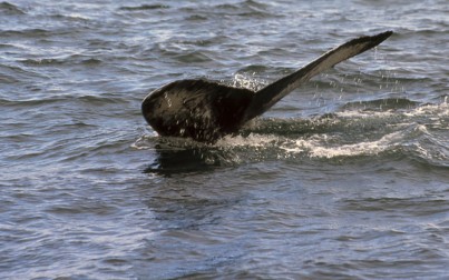 Cetacei nel mare del nord - foto di Massimo C.