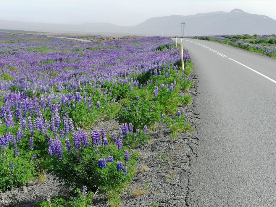 deserto fiorito in Islanda