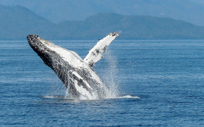 avvistamento di una balena