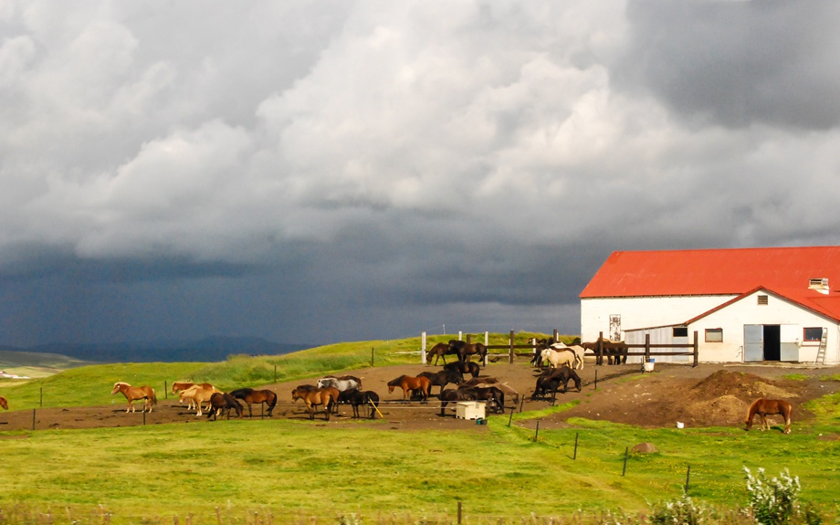 fattoria islandese con cavalli