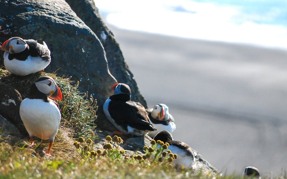 i puffins islandesi