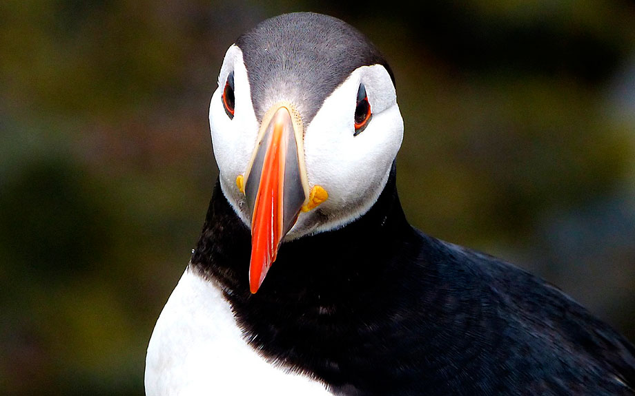 puffin o pulcinella di mare a Flatey