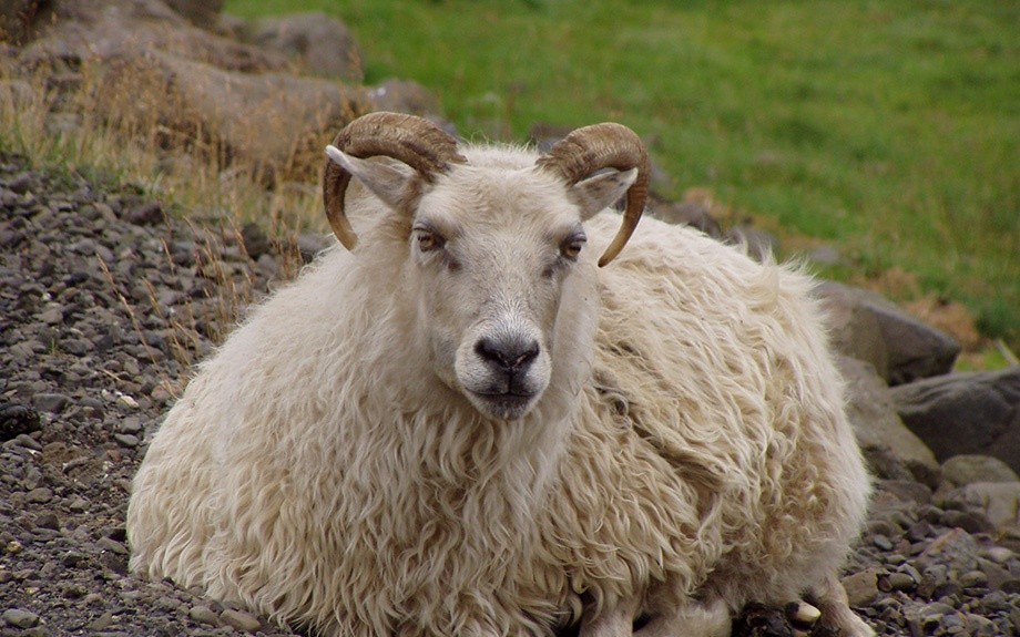 pecora sui prati islandesi