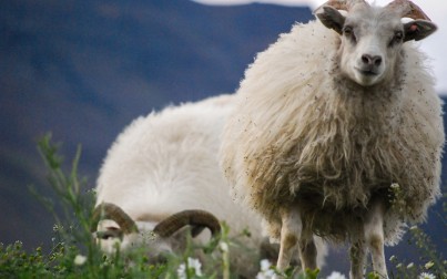 pecore islandesi
