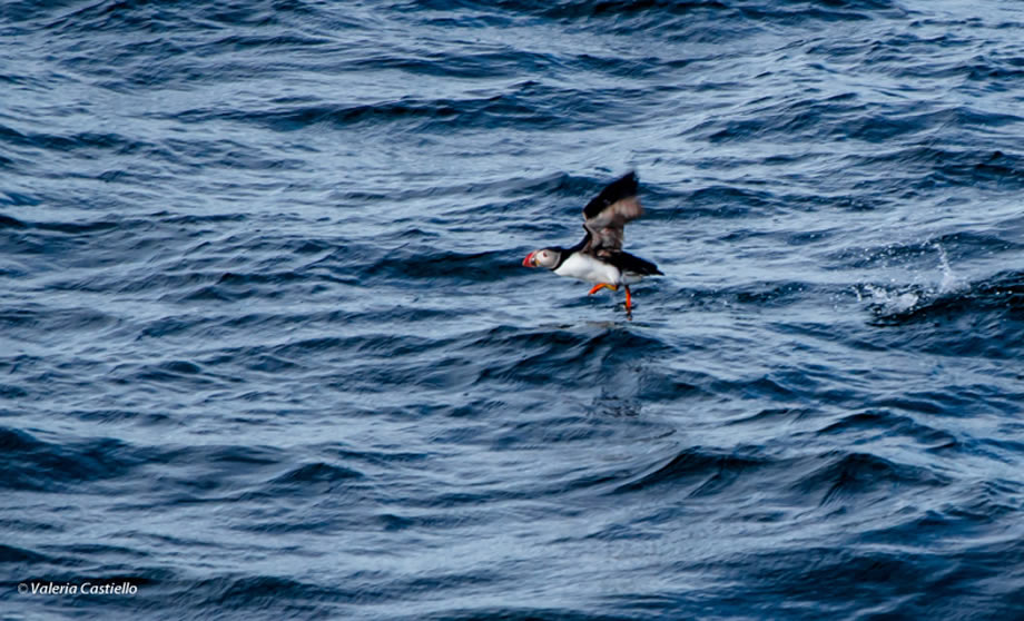 Puffin