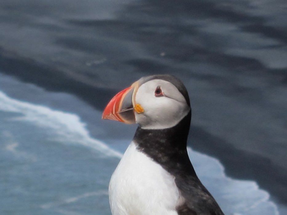 puffin - NATURAVIAGGI