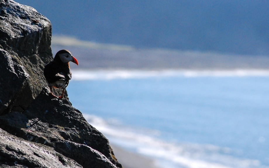 Puffins on rocky coasts