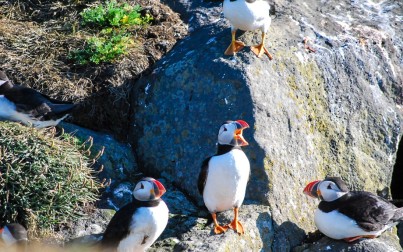 puffins o pulcinelle di mare