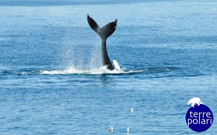 avvistamento di una coda di balena