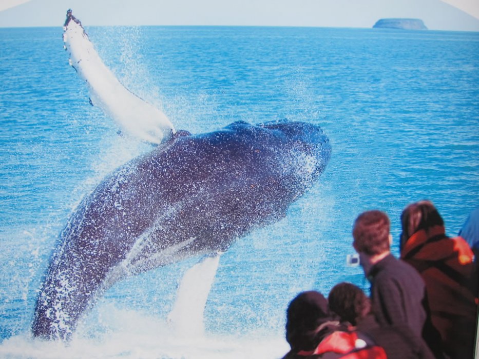 tour balene in Islanda - NATURAVIAGGI