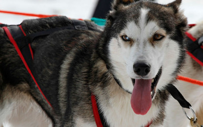 tour-in-slitta-trainata-dai-cani